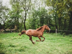 Horse in motion in the countryside, meadow, forest, nature