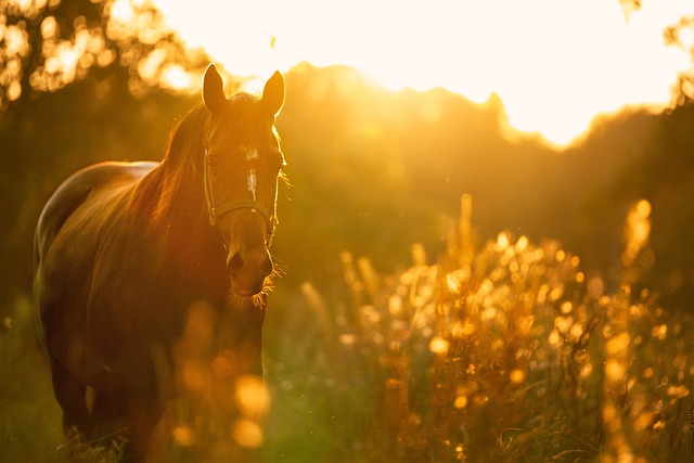 Pferd während des Sonnenuntergangs auf einer Wiese