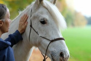 Caballo blanco acariciado por su dueño:in, fondo verde