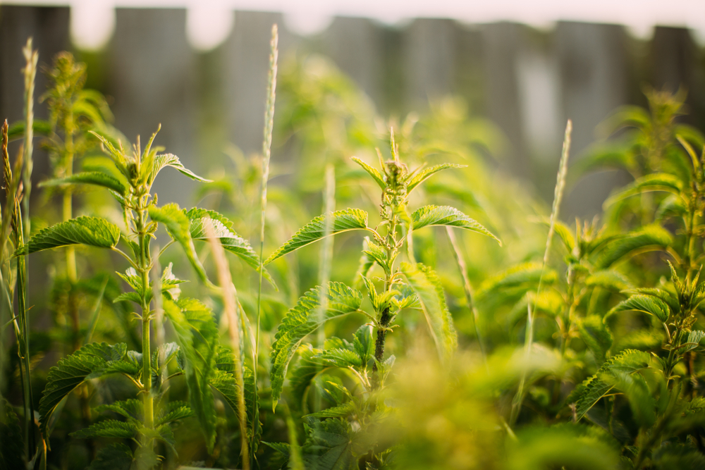 Stinging nettle in meadow