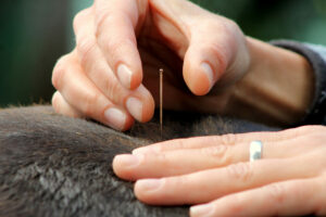 Acupuntura para caballos