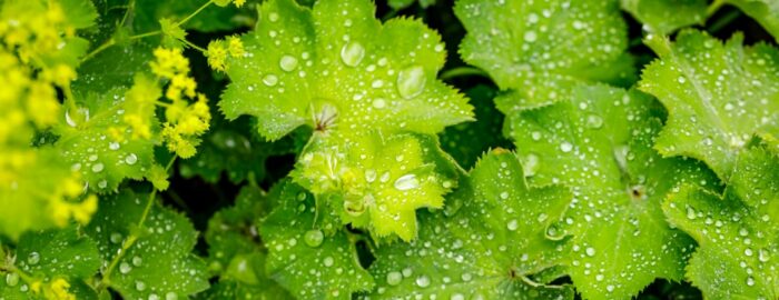 Lady's mantle, Alchemilla vulgaris, has yellow-green flowers and green leaves with serrated edges. Lady's mantle is used particularly in gynecology