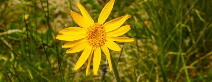 yellow arnica flower in green meadow