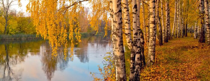 White birch trees stand on the bank of a river and it is autumn