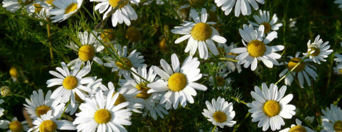 small white flowers of chamomile on a meadow