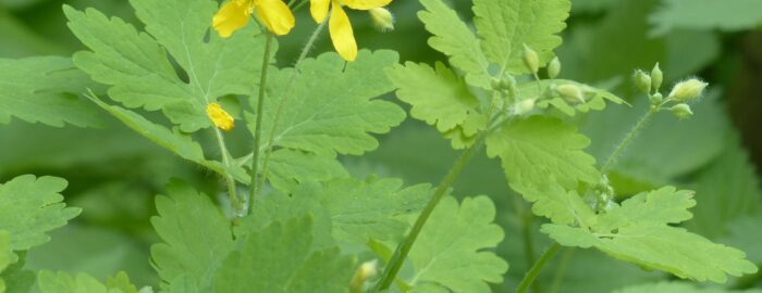 yellow skullcap that blossoms with green leaves