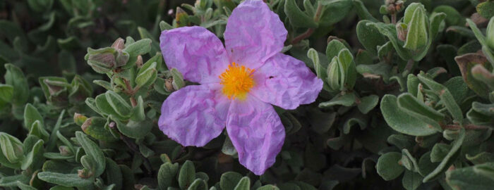 purple flower of gray haired rockrose