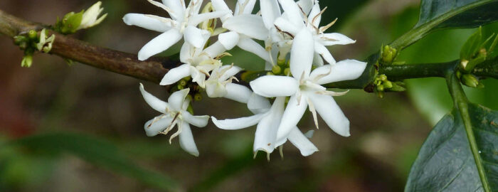white flower of coffee bush