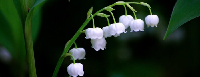 white lily of the valley blooming with green leaves in background