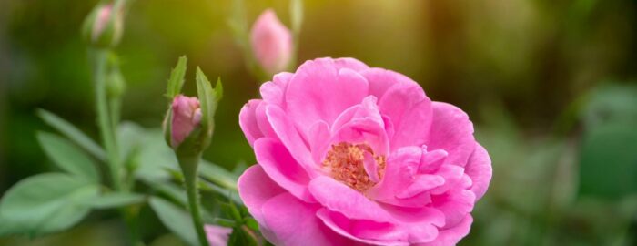 Bild von Bluete der Rosa Damascena, pinke Bluete