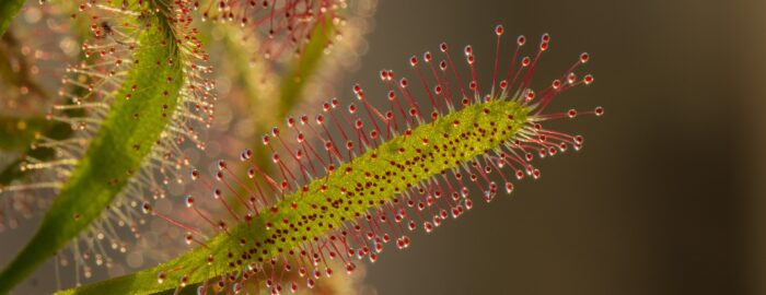 sundew with green leaves