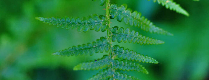 Worm fern leaf close up