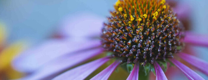 The flower of a coneflower close up