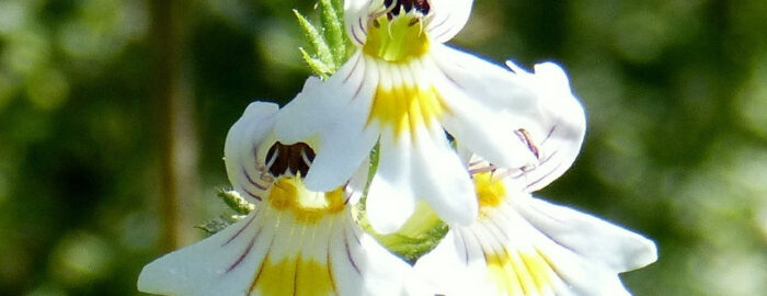 white flower of eyebright