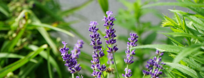 flor en forma de cáliz de color azul púrpura lavanda en un tallo largo verde