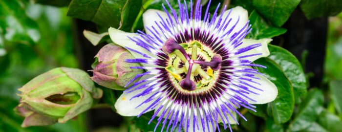 passiflora- pasiflora- los pétalos de la flor son blancos con hilos azules- el pistilo de la flor es amarillo con púrpura