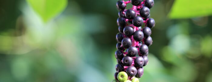 pokeweed hanging from the tree