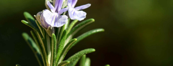 Rosemary branch that blooms