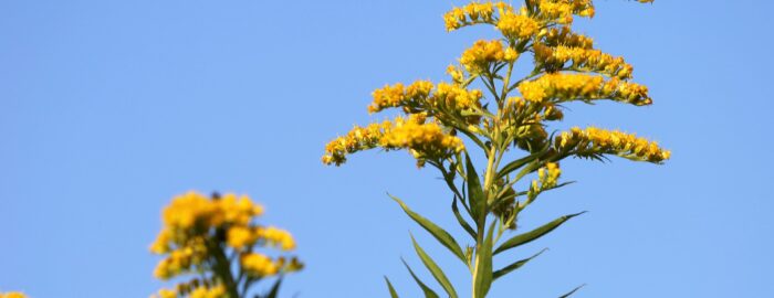 Yellow blossom of the goldenrod against a blue sky