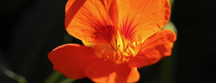 Orange nasturtium with sun rays blossoming