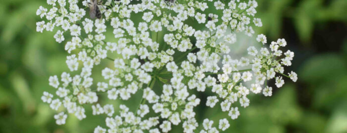 Flowers of the cumin, white flowers with green stems