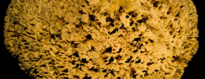 Yellow sea sponge with small holes