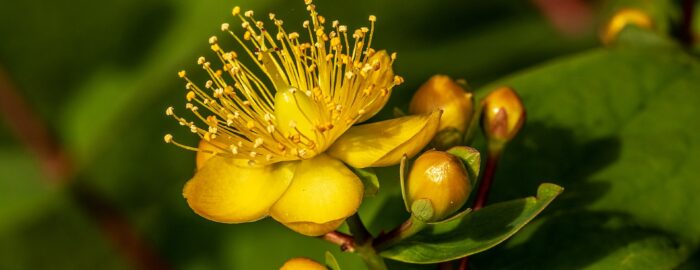Yellow blossom of St. John's wort with buds and green leaves