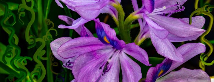 Purple flowers of iris