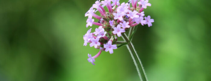 Verbena with light pink blues and green stem in nature